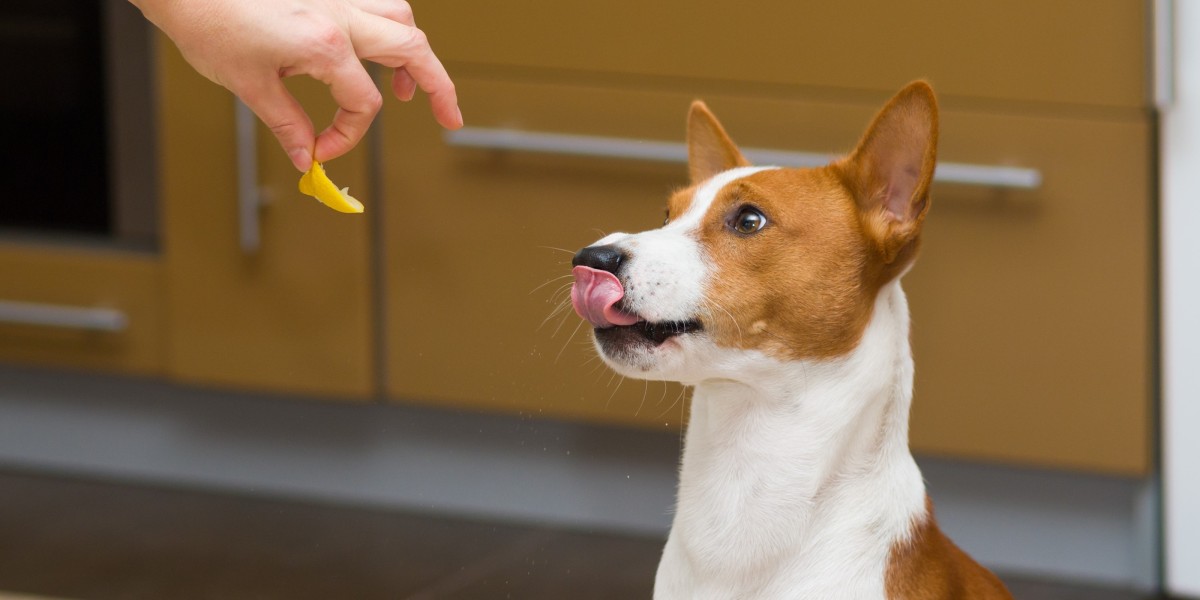 Vitamin C for Dogs Benefits Dosage and More Purina US