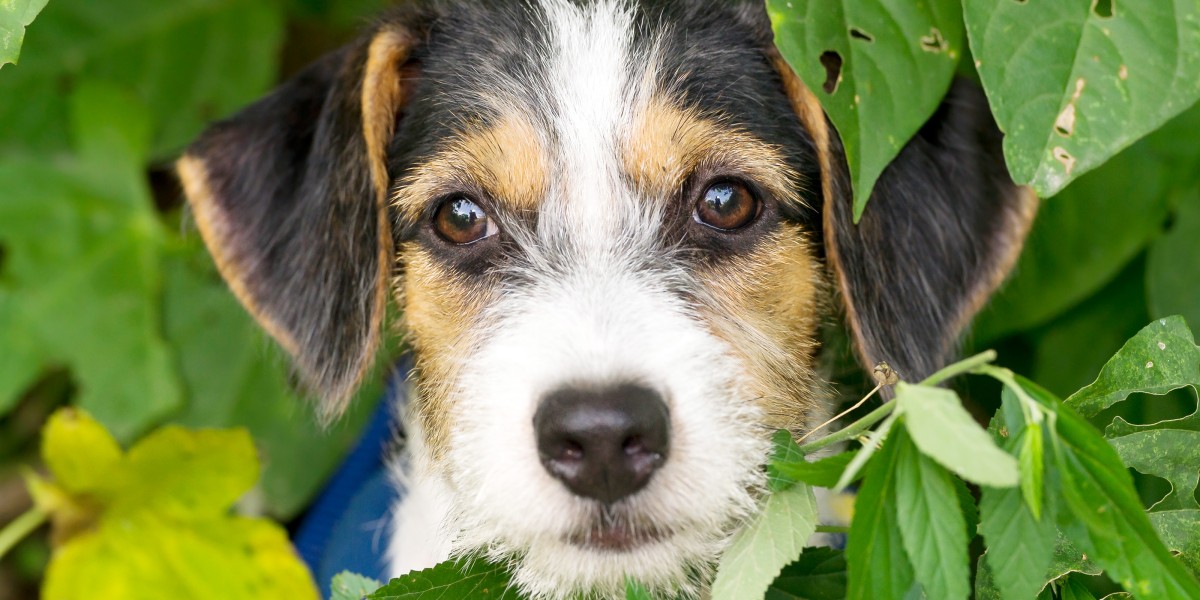 Shops do dogs get poison oak