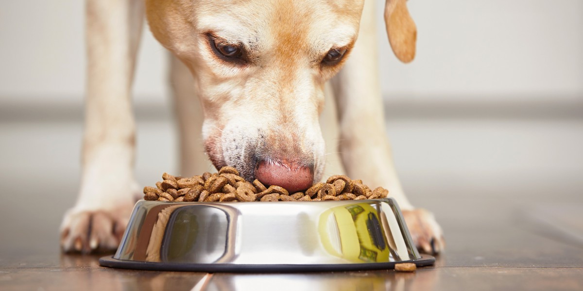 What is the Best Senior Dog Food for Your Dog Purina US