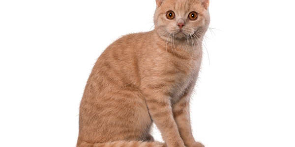 Pro plan british shorthair hotsell