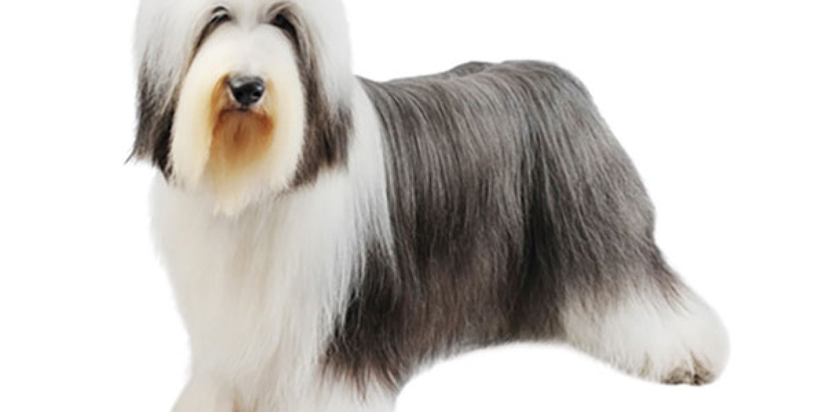 Bearded Collie Dog Breed Information Purina US