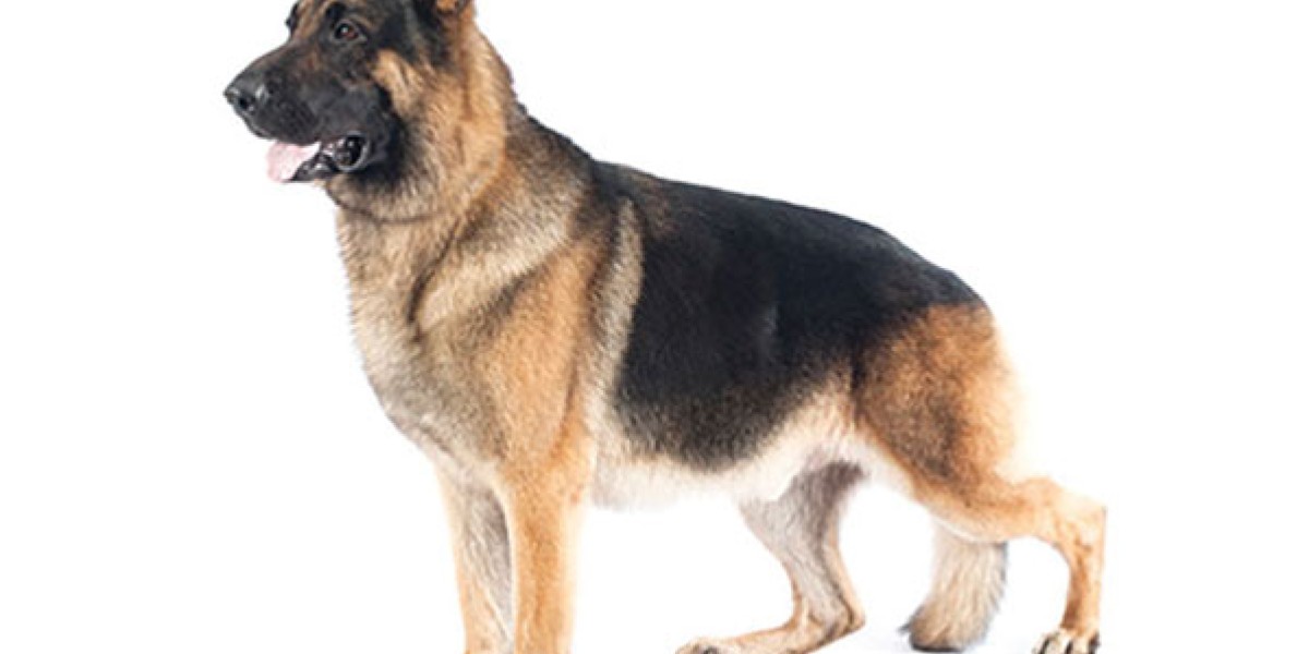 German Shepherd Dog Breed Information Purina US