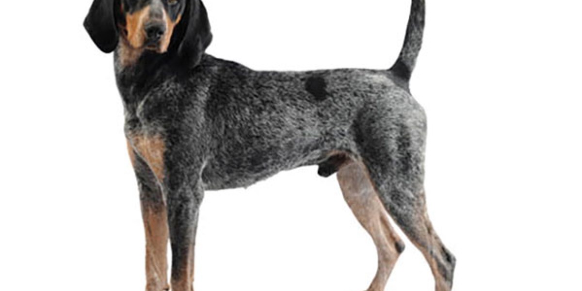 Blue tick fashion hound for