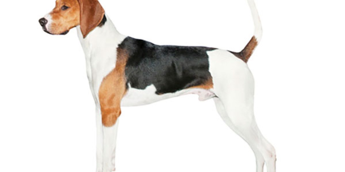 Best dog food for treeing walker coonhound best sale