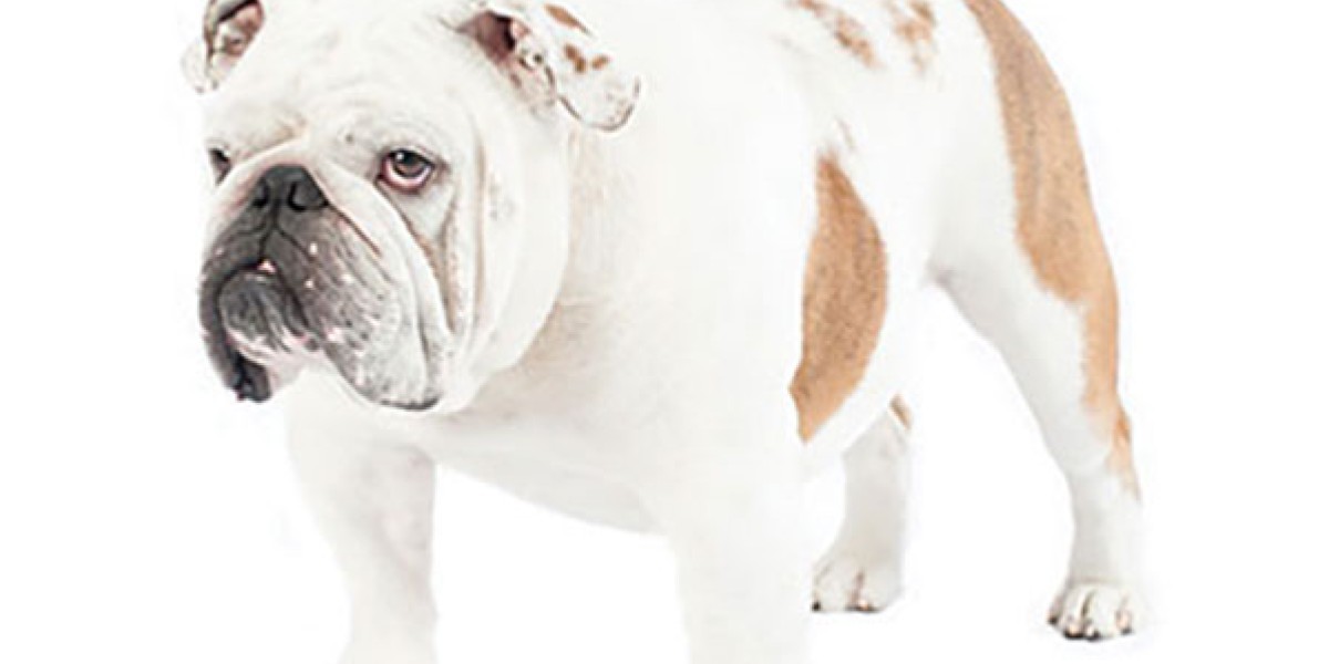 Bulldog Dog Breed Information Purina US