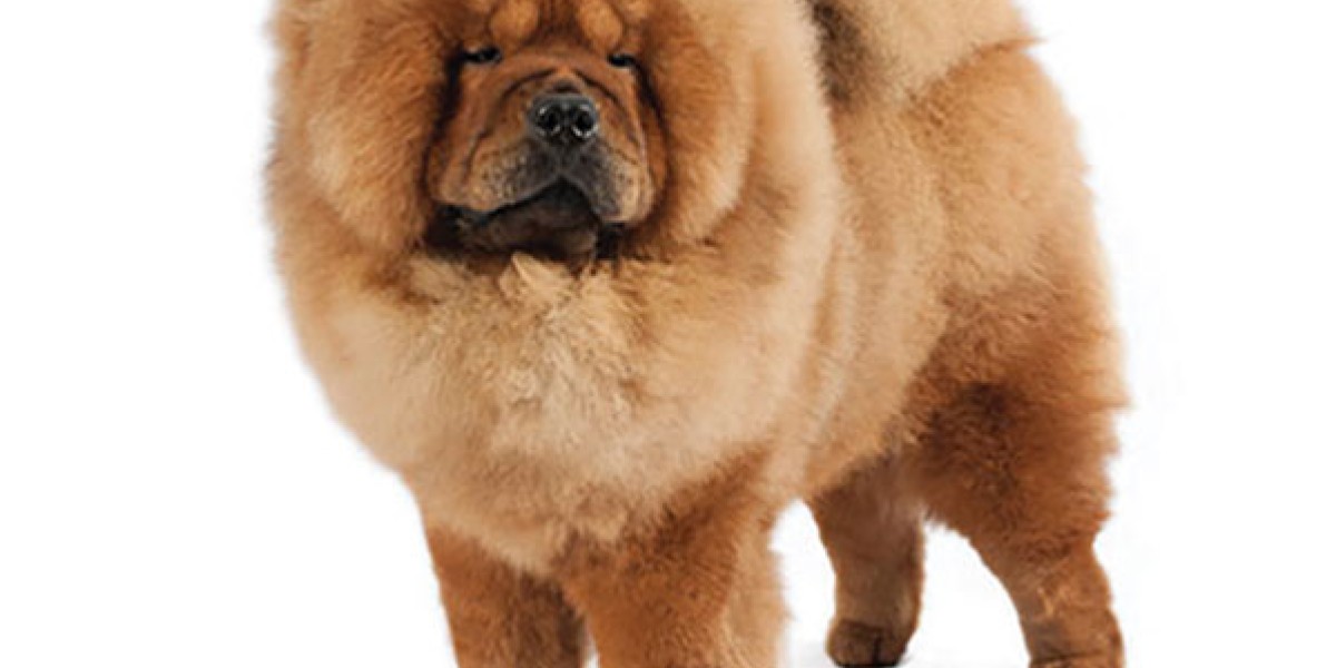 Chow Chow Dog Breed Information Purina US