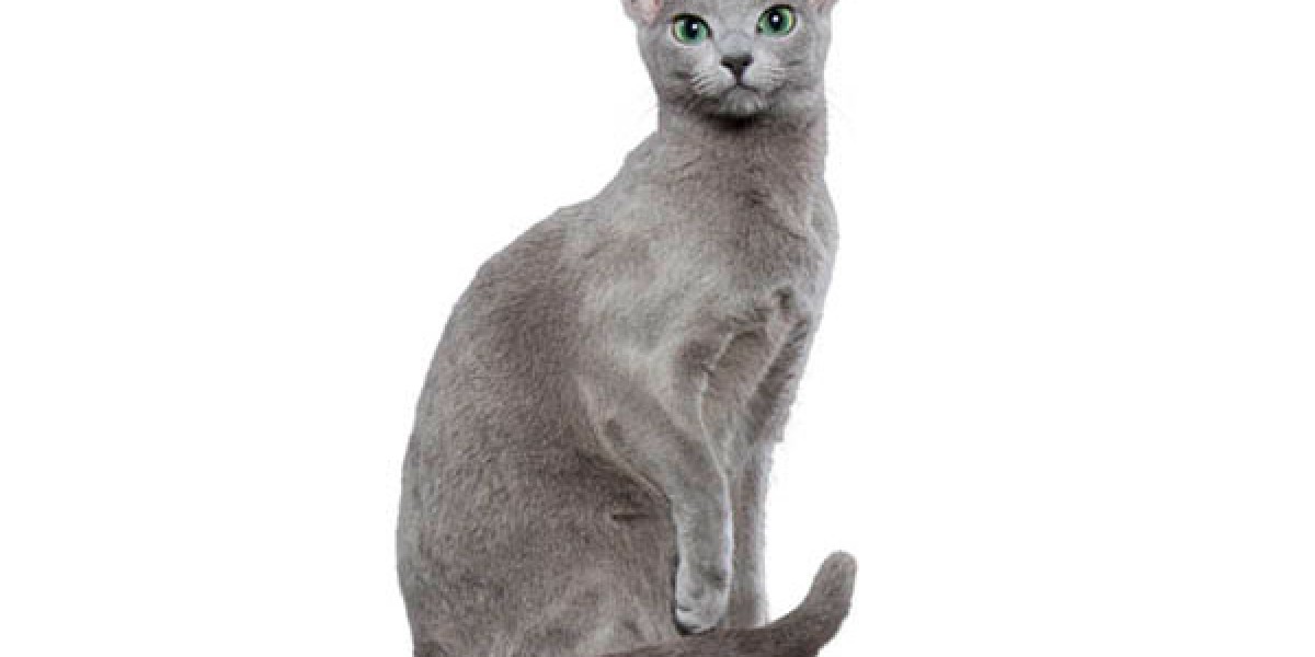 Russian blue shops persian kittens