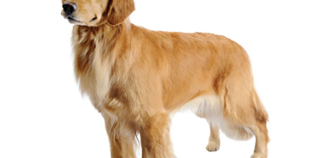 Pro plan golden retriever best sale