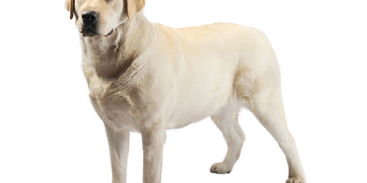 Labrador Retriever Dog Breed Information Purina US