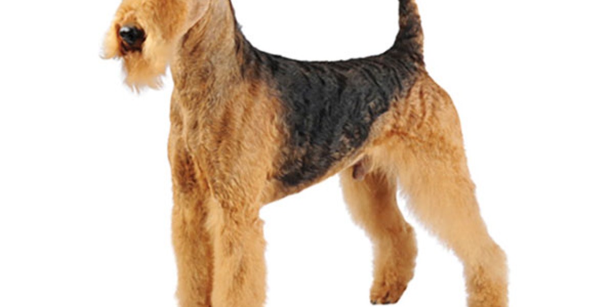 Big airedale terrier best sale