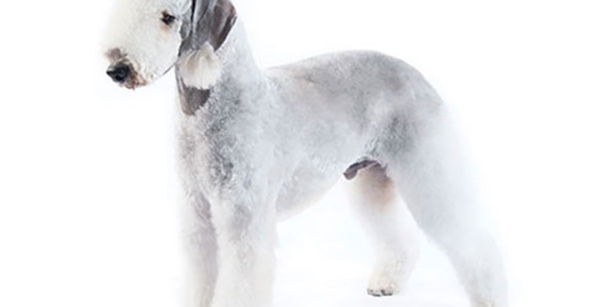 Fashion black bedlington terrier