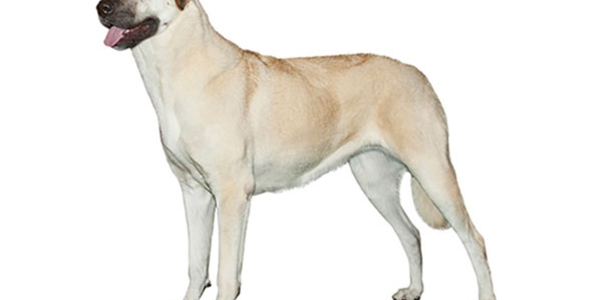 Anatolian shops shepherd biggest dog