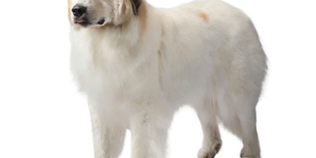 Great Pyrenees Dog Breed Information Purina US