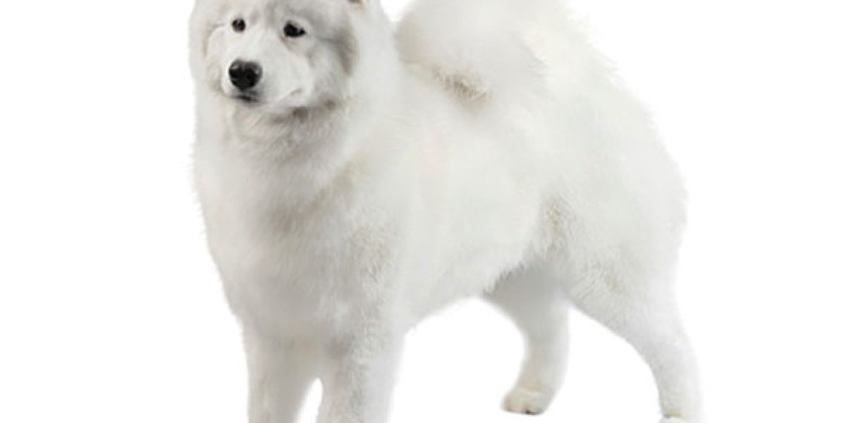 Samoyed orders american kennel club